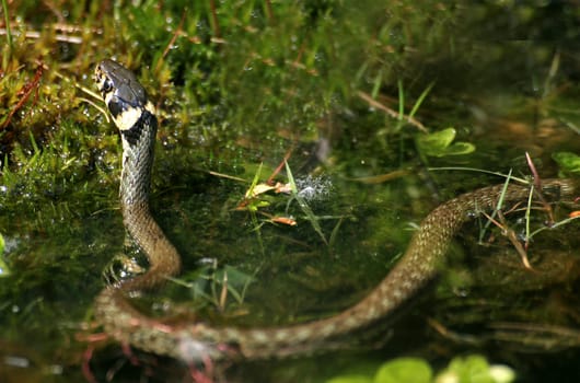 Grass snake