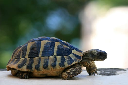 Turtle