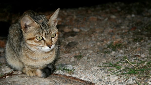 (cat animal) without big