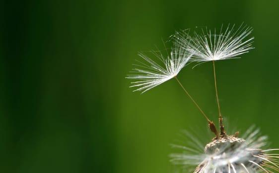 Dandelion