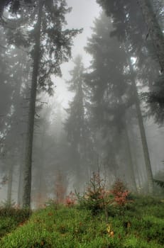 Cloud forest