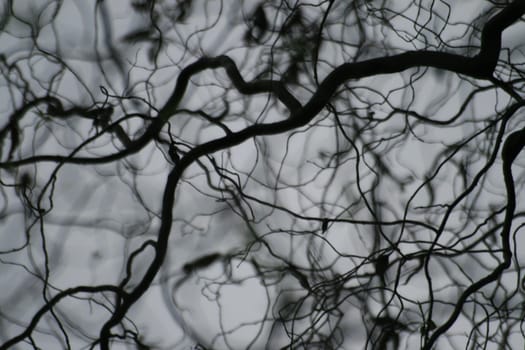 Turning willow