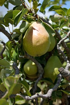 Tasty pears on the tree, close-up view