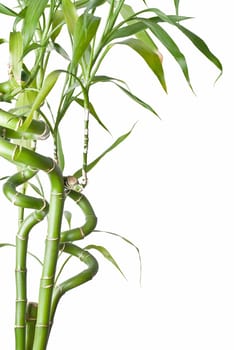 Green and fresh bamboo plants over a white background.