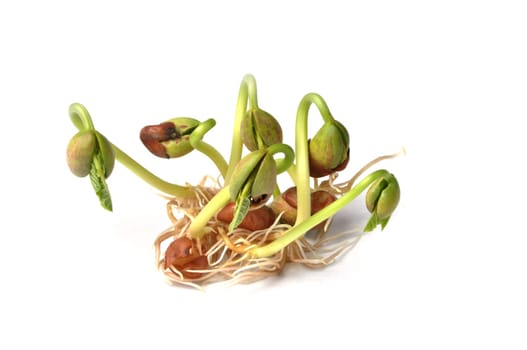 sprouts of bean isolated on white background