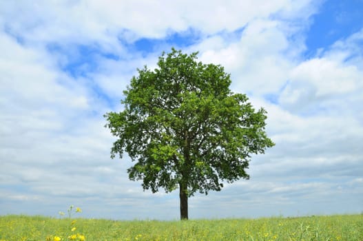 Lonely tree in the agricultural field
