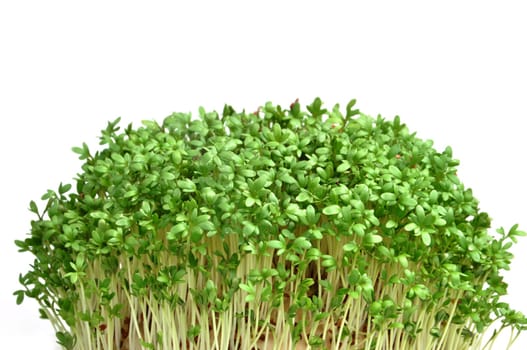cress isolated on a white background. young plants.
