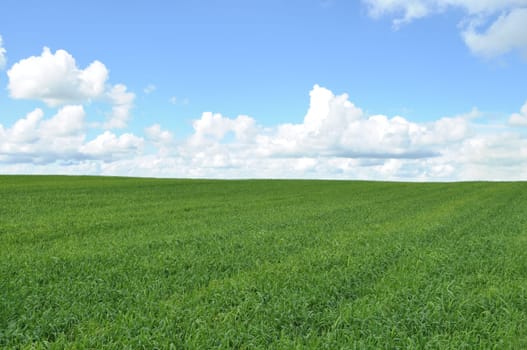 field of green crop and blue sky with white clouds
