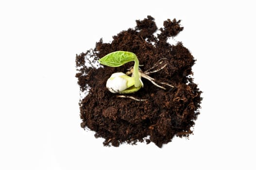 a young green plant is growing from earth. isolated on a white background.