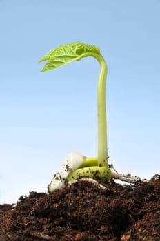 sprout of bean growing out of the soil on the blue background.