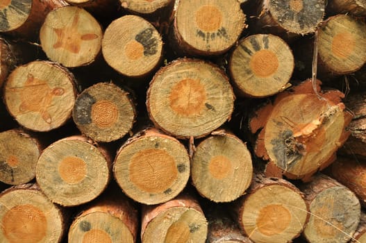 a lot of pile of wood in summer forest.