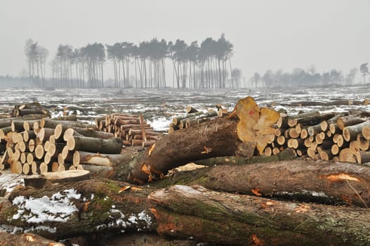 a forest cut down during winter.