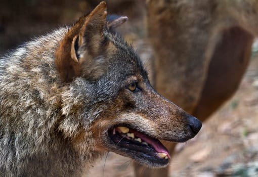 The wolf Canis lupus is a member of the mammalian order known as Carnivora