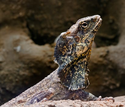 Popular as pets, bearded dragons or beardies are moderately sized lizards native to Australia.