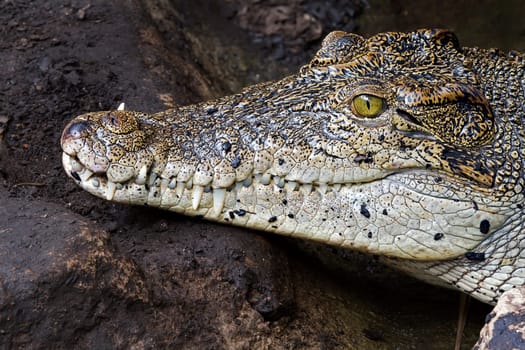 Crocodile teeth and detail of the eye, Semi hidden.