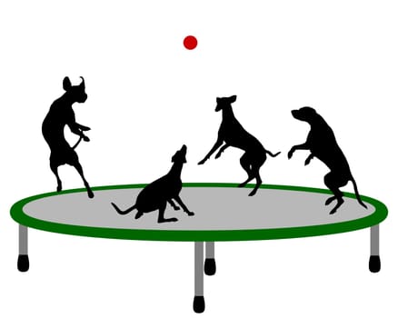 Dogs on trampoline