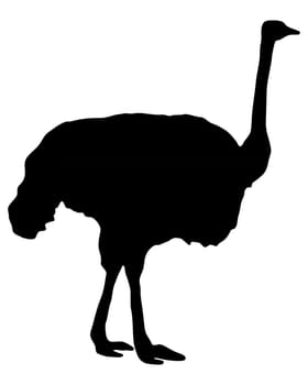 Bird ostrich