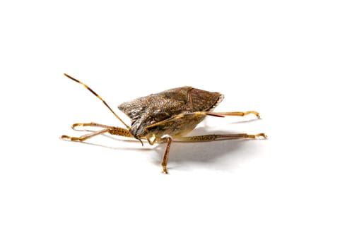 Front view of a stink bug or shield insect in macro image and isolated against white