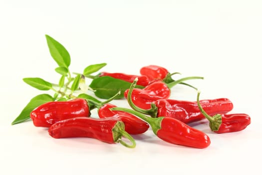 red paprika against white background