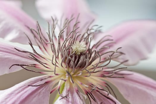 Clematis Macro