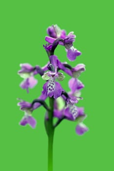 Lesser orchid,also known as Salep orchid or fool's cap