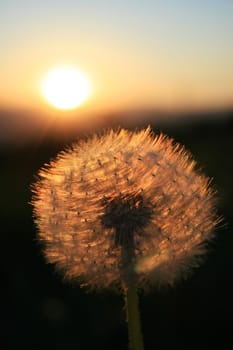 Dandelion