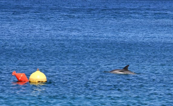 Dolphin