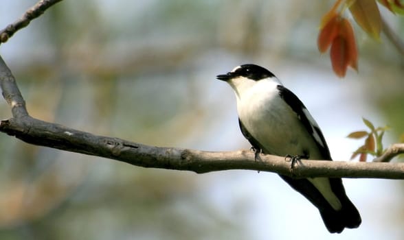 Collared flycatcher