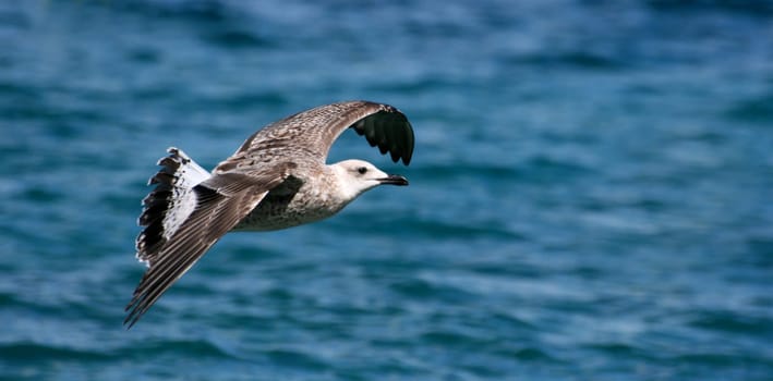 Gull