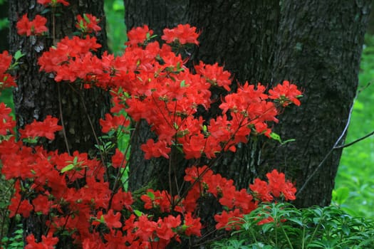 Azalea