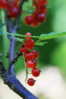currant