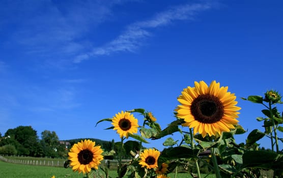Sunflower
