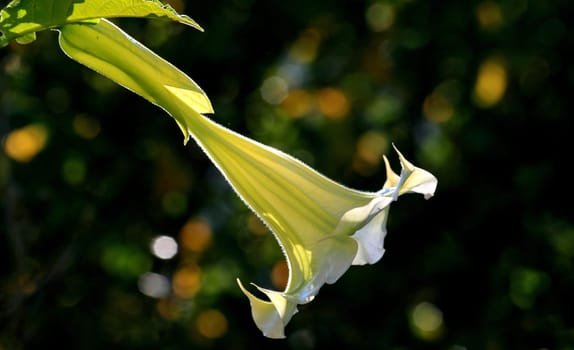 angel's trumpet