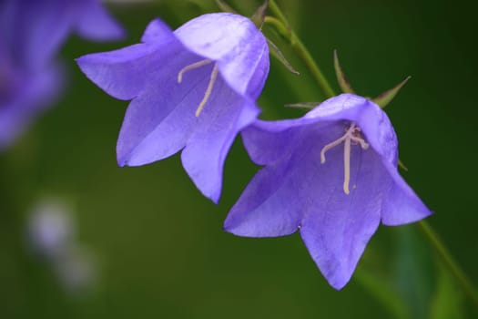 Bellflower