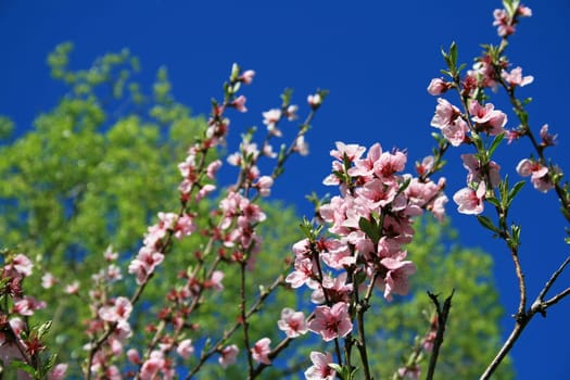Peach Tree Blossom