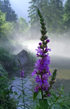 Purple loosestrife