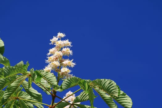 Chestnut blossom