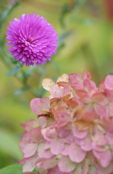 Autumn aster