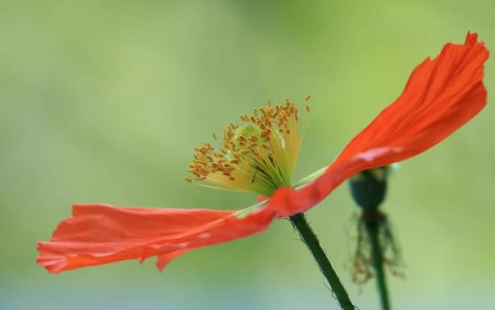 Poppy