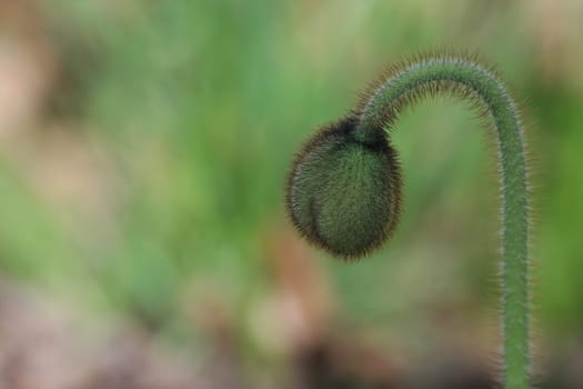 Poppy