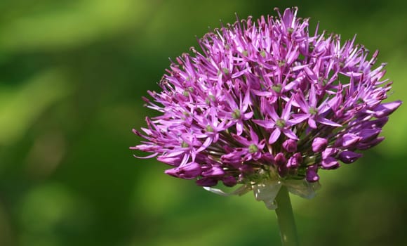 Leek ball