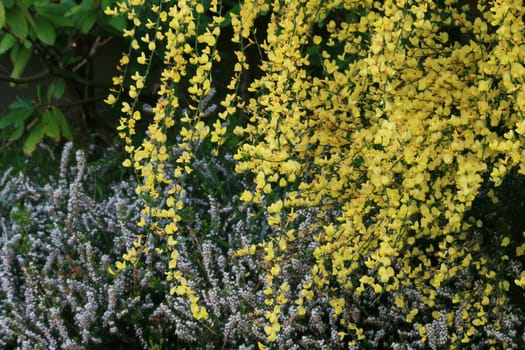 Broom