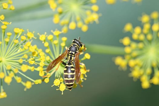 Wasp