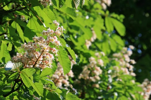 Chestnut blossom