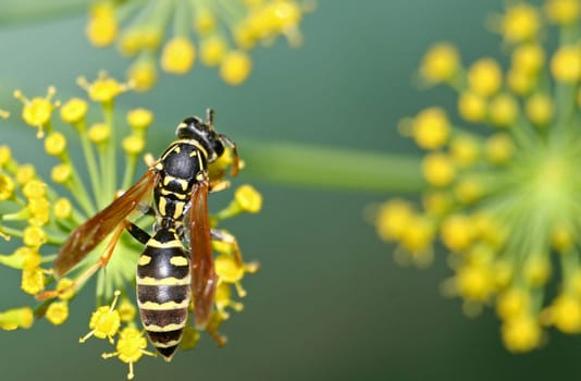Wasp
