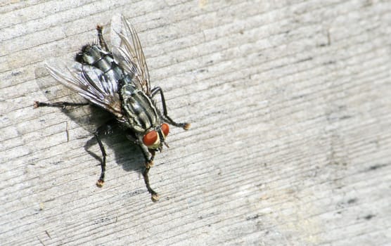 Fly