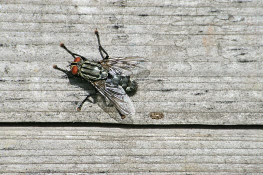 Fly