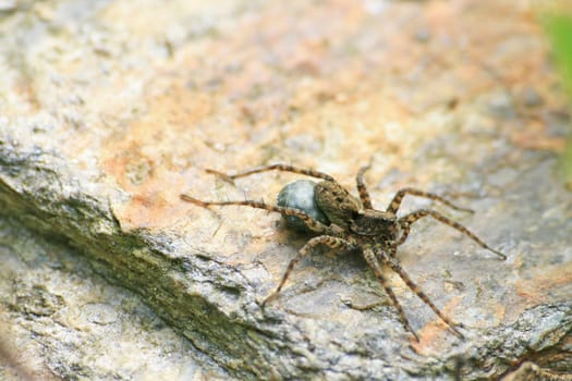 Spider