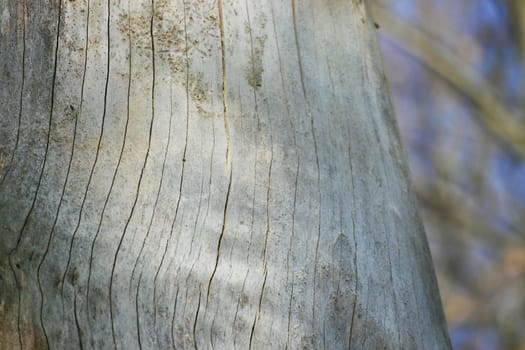 tree without christmas
