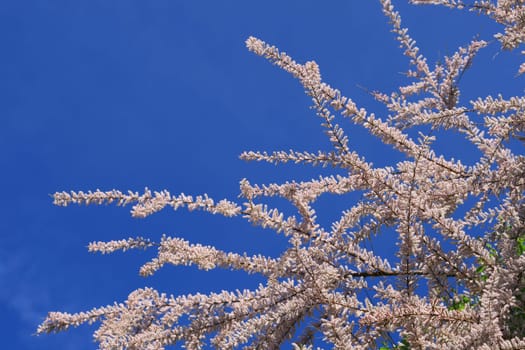 Tamarisk